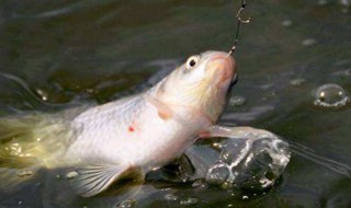 怎样钓鲤鱼要什么饵料（钓鲤鱼用什么方法）