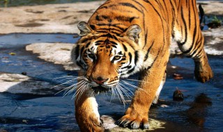 梦到老虎是什么意思（梦到老虎舔我是什么意思）