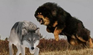藏獒和狼谁厉害 藏獒和狼谁厉害打斗视频