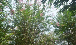 痒痒树是什么树 痒痒树是什么树玉兰