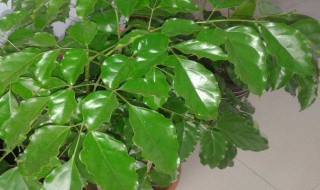 幸福树掉叶子怎么挽救 幸福树掉叶子一碰就掉是怎么回事