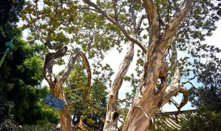 植物也怕痒哪种植物被称为痒痒树 植物怕痒的是什么树