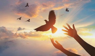 鸟屎掉身上有什么预兆（鸟屎掉头上有什么预兆）