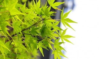 放假的说说心情短语（放假的说说心情短语图片）