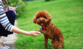 泰迪狗怎么养（泰迪好养吗?优缺点有哪些）