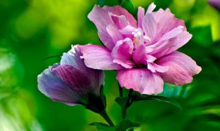 木槿花怎么养 盆栽木槿花的养殖方法和注意事项