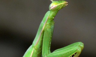 螳螂怎么养（蟑螂最怕三种克星）