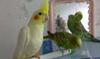 玄凤鹦鹉怎么养（玄凤怎么训练说话）