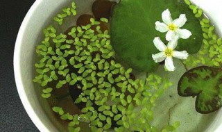 一叶莲水培怎么养（一叶莲水培怎么养要经常换水吗）