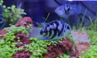 水草怎么养 水草怎么养殖方法和注意事项