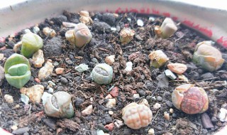 生石花怎么养（生石花怎么养长得快）