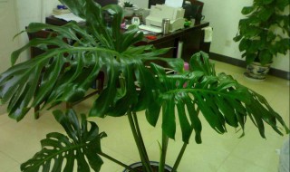 龟背竹怎么养 龟背竹怎么养家庭养法