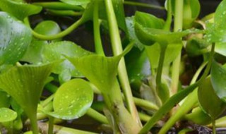 水葫芦怎么养 水葫芦怎么养殖