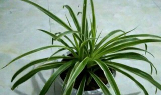 金边吊兰怎么养长得好（水培吊兰怎么养长得好）