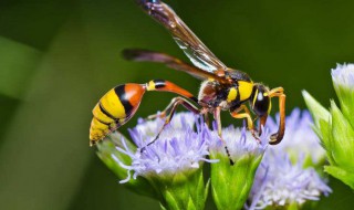 黄蜂蛰伤怎样处理（马蜂蛰了如何处理）