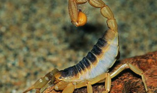 蝎子怎么养（养2000只蝎子成本和利润）