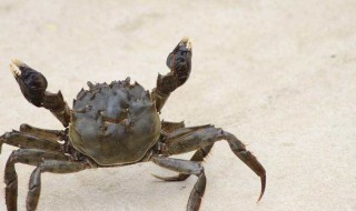 螃蟹怎么养 螃蟹怎么养殖方法在家里