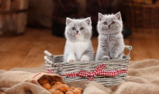 猫怎么养 猫怎么养才听话