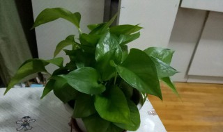 绿罗花怎么养（绿罗花怎么养更茂盛）