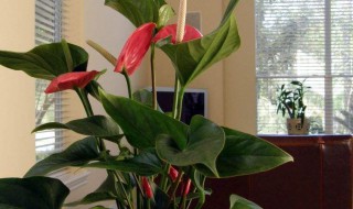 怎样看出红掌该浇水了 红掌花浇水的正确方法