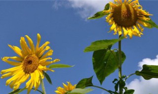 花的含义 花的含义和代表花语