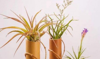 空气凤梨怎么养（空气凤梨怎么养比较好）