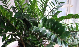 钱串子花怎么养 钱串子花怎么养成红色