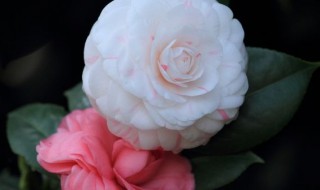 山茶花怎么养（山茶花怎么养(新手必看）