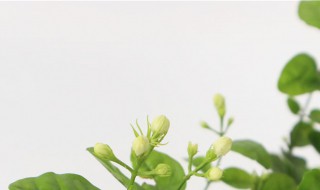 茉莉怎么养（茉莉花应该怎么养）