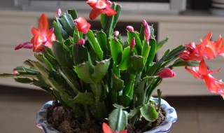蟹爪兰夏天怎么养（蟹爪兰夏天怎么养才能更旺盛）
