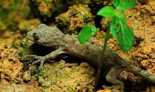 怎样防止壁虎爬到床上 怎样防止壁虎爬到床上面