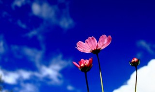 花带来的美好心情说说 晒自己养花的句子简短