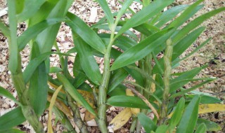 石斛怎样选择才是好的（最好的石斛多少钱一斤）