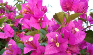 三角梅怎样修剪开花多（三角梅怎样修剪开花多视频）