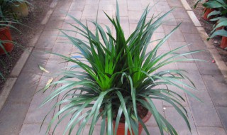 龙血树怎么养 龙血树怎么养出多头