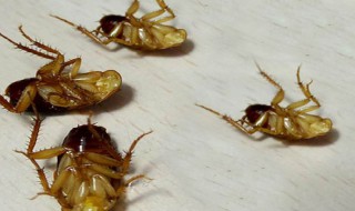 去蟑螂最有效的方法 去蟑螂最有效的方法视频