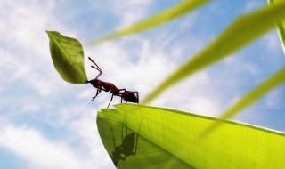 房间里有蚂蚁怎么去除（房间里有蚂蚁怎么去除它）