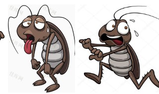 怎样灭蟑螂最有效（怎样灭蟑螂最有效的方法百度知道）