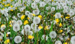 蒲公英的作用与功效有哪些 蒲公英的功效与作用的功效和作用是什么