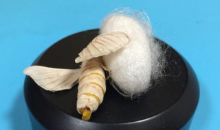 蚕蛾破茧喷出的液体是什么（蚕蛾破茧喷出的液体有什么用）