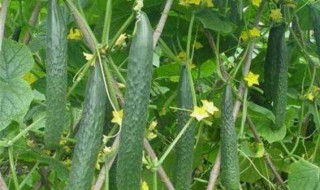 黄瓜为什么会出现空心 黄瓜为什么会出现空心现象