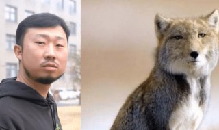 抖音无穷小亮藏狐啥梗什么意思 小亮为什么叫藏狐