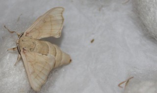 蚕蛾没有配偶几天会死 蚕变成蛾子后没有配偶一周会死吗