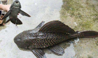 清洁工鱼突然死了怎么回事（清洁工鱼死了会浮上来吗）