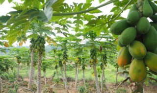 木瓜好养活吗 木瓜营养好吗