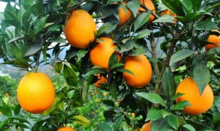 橙子的种植要注意什么（橙子适应什么地方种植）