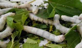 蚕吐丝被打断还会吐吗 蚕吐丝被打断还会吐吗视频