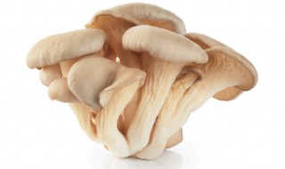 平菇的生长条件是什么 平菇要在什么温度下生长