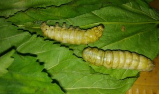 蚕翻来翻去是不是要死了（蚕为什么翻来翻去）