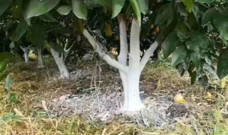 果树涂白的作用是什么 果树可以涂白吗